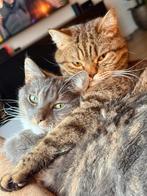Nieuw thuis gezocht | katten | mannetje en vrouwtje, Dieren en Toebehoren, Meerdere dieren, Gechipt