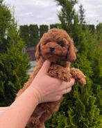 2 Mini Zwart & Rood BEARFACE - Toy Poedel / Toy Poodle, Dieren en Toebehoren, Poedel, Particulier, Rabiës (hondsdolheid), Reu