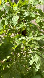 Bijvoet plantjes, Ophalen, Volle zon, Groenteplanten, Eenjarig