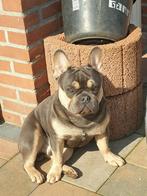 Franse bulldog dekreu, Rabiës (hondsdolheid), Meerdere, 1 tot 2 jaar, Reu