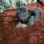 Franse buldog pups met stamboom met neusje, België, Particulier, Rabiës (hondsdolheid), 8 tot 15 weken