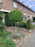 Bonte bolliguster op stam, 100 tot 250 cm, Zomer, Ophalen, Volle zon