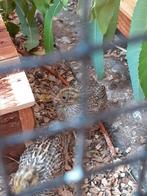 Jonge chinese dwergkwartels verschillende kleuren, Dieren en Toebehoren, Vogels | Overige Vogels, Meerdere dieren, Tropenvogel