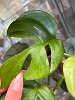 rhaphidophora tetrasperma noid stek, Huis en Inrichting, Kamerplanten, Ophalen of Verzenden, Halfschaduw, Minder dan 100 cm