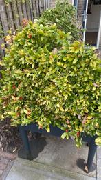 2 Japanse  Skimmia struiken, Ophalen, Overige soorten, Struik, Minder dan 100 cm