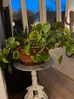 Plant te koop, Halfschaduw, Zomer, Overige soorten, Ophalen