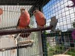 Te koop jonge bourke parkieten rose mannen, Mannelijk, Parkiet