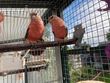 Te koop jonge bourke parkieten rose mannen beschikbaar voor biedingen