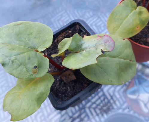 Rabarber  Rood. .🥬...4 voor, Tuin en Terras, Planten | Tuinplanten, Volle zon, Zomer, Ophalen