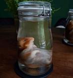 Syrische hamster op sterk water, Ophalen of Verzenden, Nieuw, Overige soorten, Opgezet dier