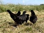 Barnevelder kippen Bruin gezoomd hennen gesekst en ingeënt, Dieren en Toebehoren, Pluimvee, Vrouwelijk, Kip