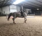 14 jarige corrado x carthago merrie, Dieren en Toebehoren, Paarden, Merrie, Springpaard, Gechipt, Zadelmak