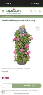 Wanderella hangsysteem 40 cm, Tuin en Terras, Bloempotten, Kunststof, Rond, Binnen, Ophalen of Verzenden