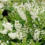 Deutzia gracilis / Bruidsbloem🌿, Vaste plant, Ophalen of Verzenden