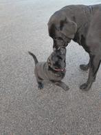 Boulab pups moeder labrador vader berner sennen, 8 tot 15 weken, Labrador retriever, Meerdere, Meerdere dieren