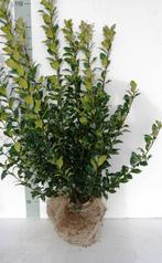 Hulst Ilex, Tuin en Terras, Planten | Struiken en Hagen, Ophalen of Verzenden, Hulst, Struik, Minder dan 100 cm