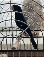 Twatwa 2023, Dieren en Toebehoren, Vogels | Hokken en Kooien, Ophalen, Nieuw, Overige materialen, Overige typen