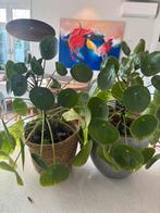 Pannenkoekplant, Huis en Inrichting, Kamerplanten, Ophalen, Overige soorten, Minder dan 100 cm