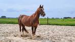 Welsh c pony te koop, Dieren en Toebehoren, Pony's, Merrie, Niet van toepassing, C pony (1.27m tot 1.37m), 11 jaar of ouder