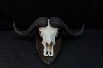 schedels kafferbuffel capebuffalo skull hoorns, Ophalen, Gebruikt, Hert, Gewei of Kop