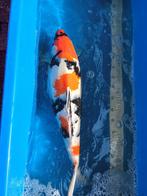 Japanse koi Showa 65cm jumbo, Dieren en Toebehoren, Vissen | Vijvervissen, Karper of Koi