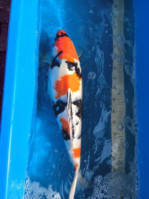 Japanse koi Showa 65cm jumbo, Dieren en Toebehoren, Vissen | Vijvervissen, Karper of Koi