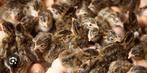 Parelhoenders kuikens te koop, Dieren en Toebehoren, Pluimvee, Meerdere dieren, Kalkoen