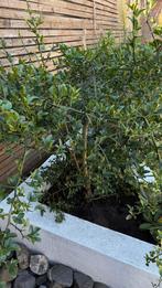 Wilde citroen boom 120cm, Tuin en Terras, Planten | Bomen, Ophalen, Volle zon, Overige soorten