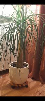 Grote kamerplant Inc luxe pot, Huis en Inrichting, Ophalen, Halfschaduw, Minder dan 100 cm