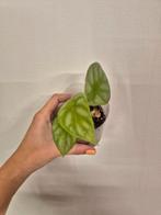 Alocasia Silver Dragon Mint - Zeldzame kamerplant, Ophalen of Verzenden, Halfschaduw, Minder dan 100 cm