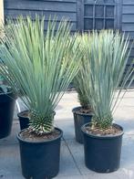 Yucca Rostrata, Tuin en Terras, Planten | Tuinplanten, Ophalen, Zomer, Overige soorten, Volle zon