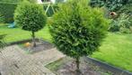 2 Coniferen Bolvorm (al uitgegraven), Tuin en Terras, Ophalen, Bloeit niet, Halfschaduw, Overige soorten