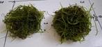 Java mos 5 euro per bosje, Dieren en Toebehoren, Ophalen, Nieuw, Plant(en), Steen of Hout