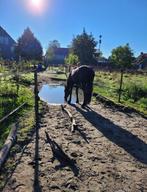 Plekje vrij op unieke stalling in de Hoeksche Waard, Dieren en Toebehoren, Stalling en Weidegang, Stalling, 1 paard of pony