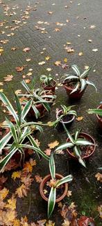 Diverse Agave Planten Collectie, Volle zon, Vaste plant, Bloeit niet, Ophalen