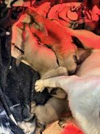 mopshond pups met stamboom, Dieren en Toebehoren, België, Particulier, Rabiës (hondsdolheid), Overige rassen