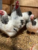 Mooie Wyandotte columbia kriel hennen, Dieren en Toebehoren, Pluimvee, Vrouwelijk, Kip