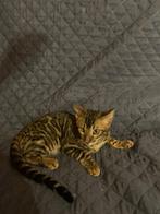 Bengaal kat, Dieren en Toebehoren, Ophalen of Verzenden