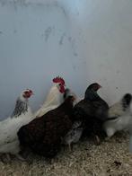 Prachtige mooie wyandotte krielen, Dieren en Toebehoren, Pluimvee