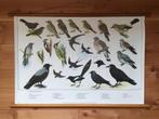 Fraaie schoolplaat poster “ Vogels rond ons huis 1”, Ophalen of Verzenden