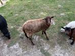 Quasant schaapje, Dieren en Toebehoren, Vrouwelijk, Schaap