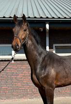 Bijzonder mooie twee jarige hengt te koop, Dieren en Toebehoren, Paarden, Hengst, 0 tot 2 jaar