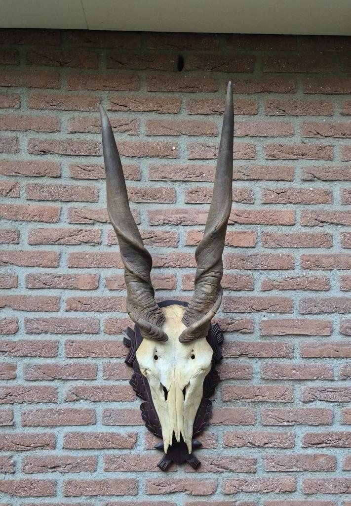 Prachtige Grote Schedel Elandantilope Hoorns jacht Afrika, Verzamelen, Dierenverzamelingen, Gebruikt, Schedel, Wild dier, Ophalen