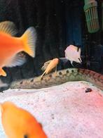 Ancistrus sp. super red longfin, Vis