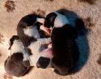 Border collie pups uit geteste ouders., Dieren en Toebehoren, Honden | Herdershonden en Veedrijvers, CDV (hondenziekte), 8 tot 15 weken