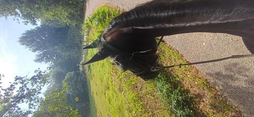 Stalhulp aangeboden, Dieren en Toebehoren, Stalling en Weidegang
