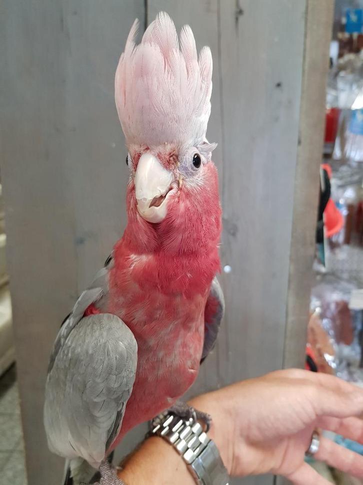 tamme jonge rose kaketoe, Dieren en Toebehoren, Vogels | Parkieten en Papegaaien, Parkiet, Mannelijk, Tam, Geringd