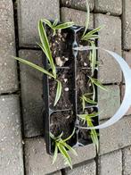 Graslelie, Huis en Inrichting, Kamerplanten, Ophalen, Minder dan 100 cm