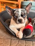 Kruising chihuahua Franse bulldog. 1jaar., Dieren en Toebehoren, Honden | Chihuahua's en Gezelschapshonden, België, Particulier