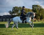 Sprookjespaard, 7 jarige spaanse ruin (PRE), Dieren en Toebehoren, Ruin, 165 tot 170 cm, Dressuurpaard, 7 tot 10 jaar